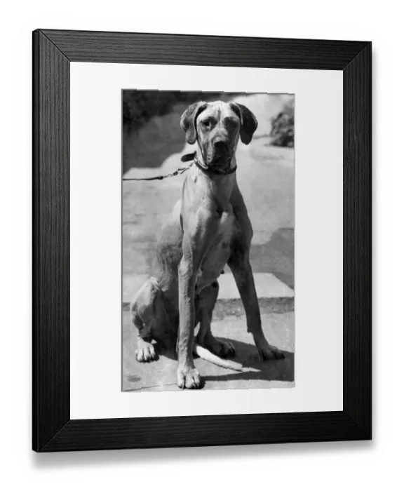 Framed Print : Juliana-the great dane. June 1941