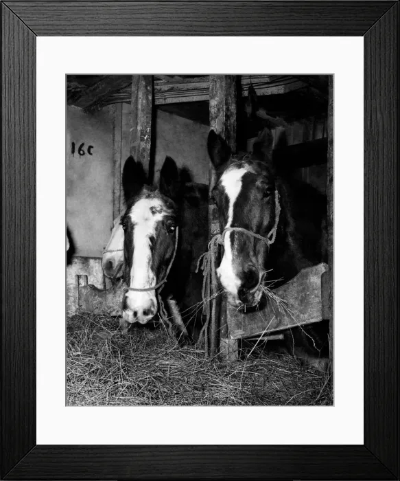 Framed Print : Irish Horse meat feature. january 1960. Irish Horses seen here waiting to be off Framed Print : Irish Horse meat feature. january 1960. Irish Horses seen here waiting to be off