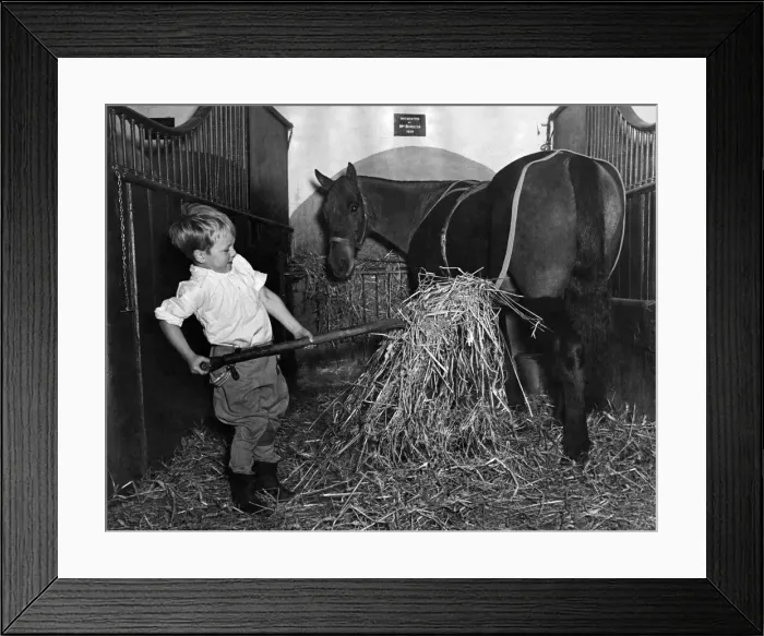 Framed Print : Billy Mackie age 4, has 16 horses as playmates. Cleverest boy in the country with horses Framed Print : Billy Mackie age 4, has 16 horses as playmates. Cleverest boy in the country with horses