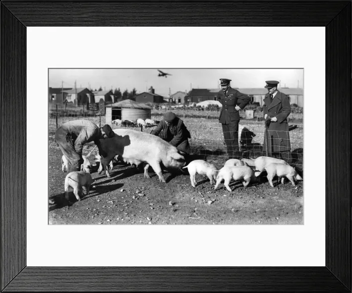 Framed Print : Pigs at an air station during the war. November 1941