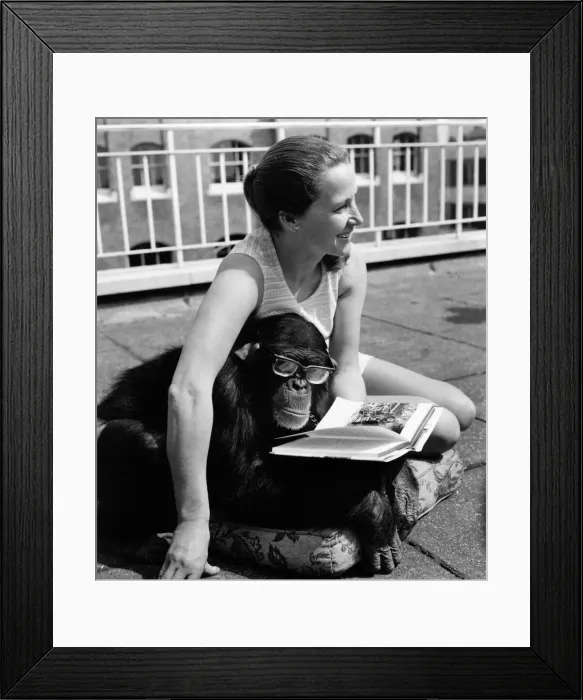 Framed Print : Charles the seven year old chimpanzee can be excused for taking a very special interest Framed Print : Charles the seven year old chimpanzee can be excused for taking a very special interest