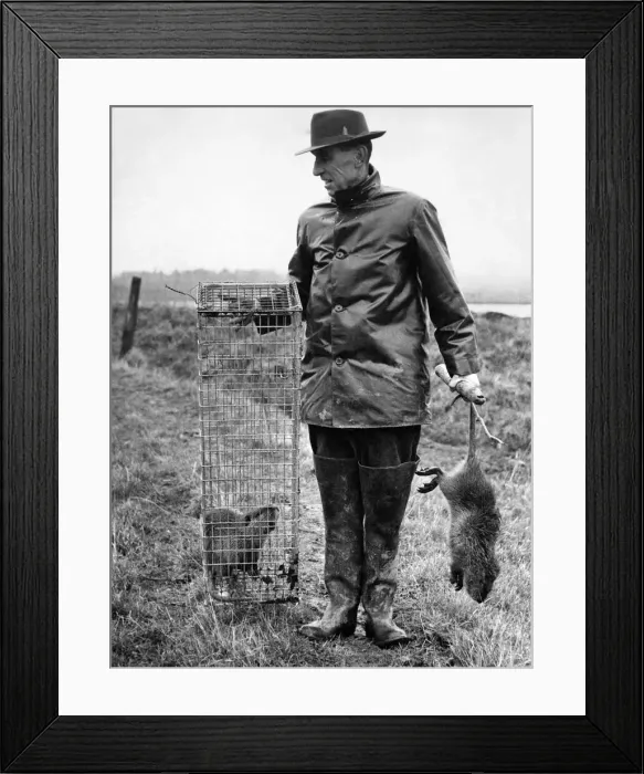 Framed Print : Coyfee seen here caught in a trap. March 1960 Framed Print : Coyfee seen here caught in a trap. March 1960