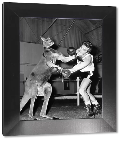 Freddie Mills sparring with George the kangaroo. November 1962