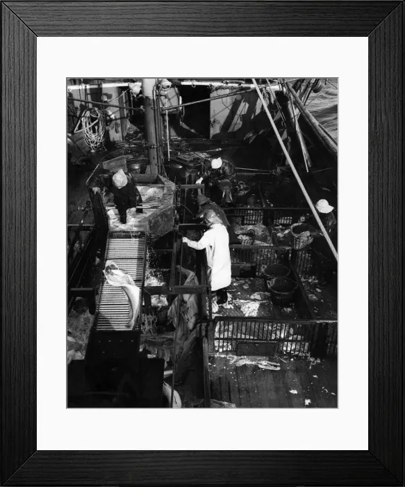Framed Print : Fisherman seen here gutting fish on the open deck of a Deep Sea Trawler Framed Print : Fisherman seen here gutting fish on the open deck of a Deep Sea Trawler