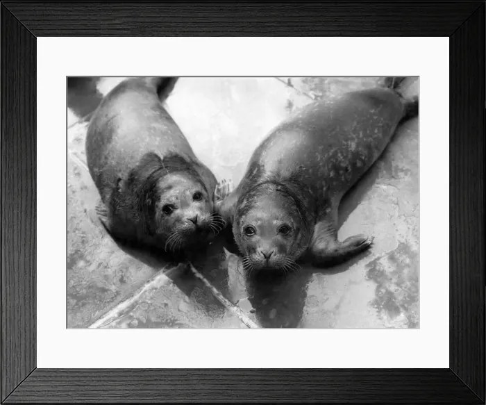 Framed Print : No dark trusting eyes greeted marine expert John Yeadon yesterday Framed Print : No dark trusting eyes greeted marine expert John Yeadon yesterday