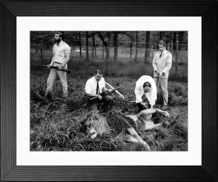 Framed Print : The thorn is out -and now the vet gives the sleeping lion an antibiotic injection Framed Print : The thorn is out -and now the vet gives the sleeping lion an antibiotic injection