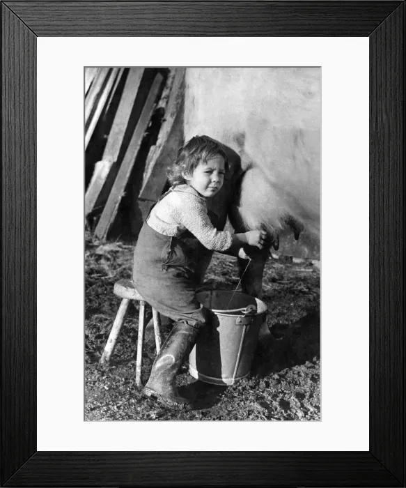Framed Print : Majorie Hale of Corham, Wiltshire aged 3, the youngest child worker in Britain pictured Framed Print : Majorie Hale of Corham, Wiltshire aged 3, the youngest child worker in Britain pictured