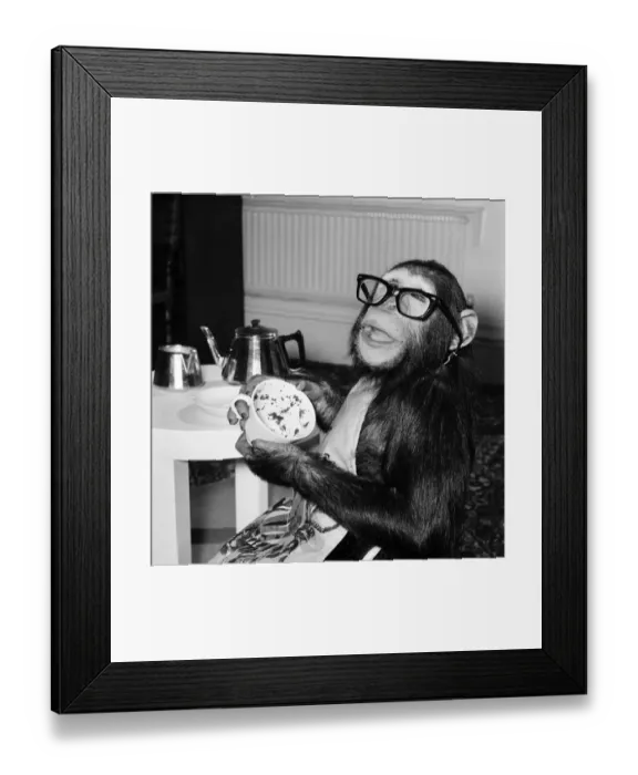 Framed Print : Animals: Apes and Monkeys: Humour: Ada'The Chimp who loves to impersonate a Framed Print : Animals: Apes and Monkeys: Humour: Ada'The Chimp who loves to impersonate a