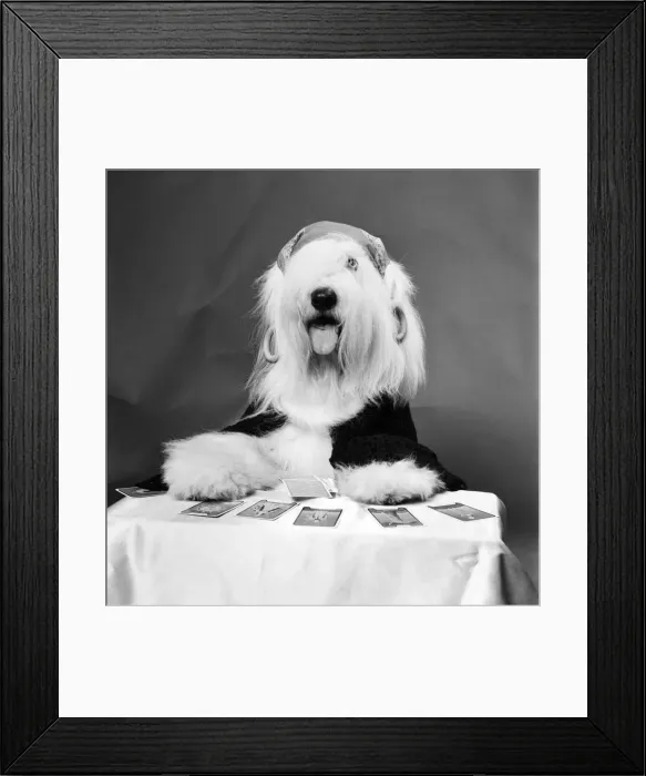 Framed Print : Animals: Dogs: Duke'the Dulux Dog is another household name