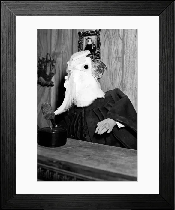 Framed Print : Animals: Birds: Humour: Parrots in fancy dress in humorous poses