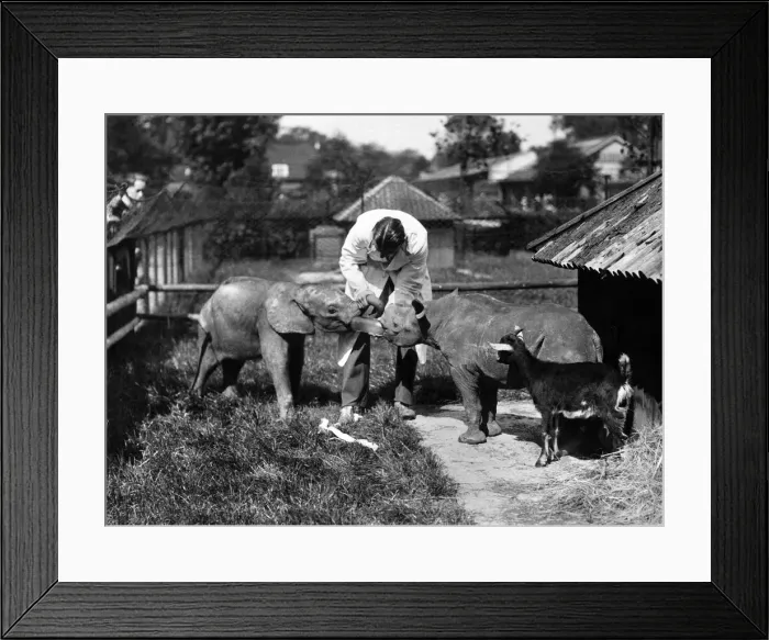 Framed Print : The Zoo Babies. Kathleen, the ten-months-old rhinoceros Framed Print : The Zoo Babies. Kathleen, the ten-months-old rhinoceros