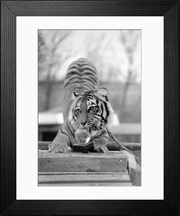 Framed Print : Animals: Tiger: nEmmai the tiger is one of two tigers used to promote Esso Petrol one Framed Print : Animals: Tiger: nEmmai the tiger is one of two tigers used to promote Esso Petrol one