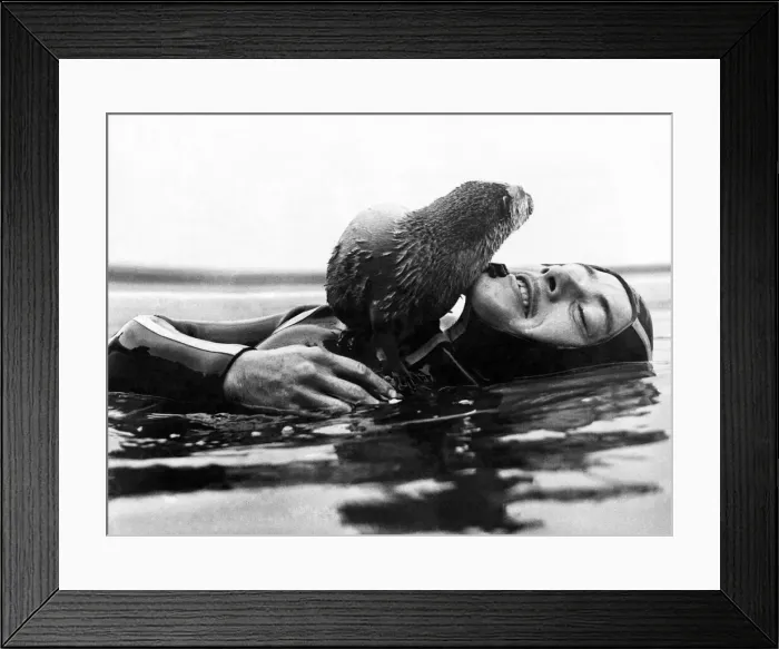 Framed Print : Having tired of his swimming lesson, George the otter has a rest on Keith Reaney Framed Print : Having tired of his swimming lesson, George the otter has a rest on Keith Reaney