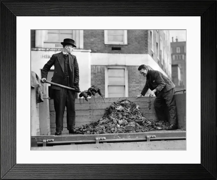 Framed Print : War on the rats. The rat war is now in full swing and to date over half a million rats Framed Print : War on the rats. The rat war is now in full swing and to date over half a million rats