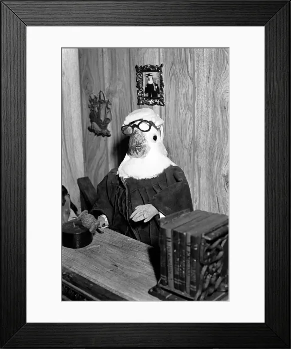 Framed Print : Animals: Birds: Humour: Parrots in fancy dress in humorous poses Framed Print : Animals: Birds: Humour: Parrots in fancy dress in humorous poses