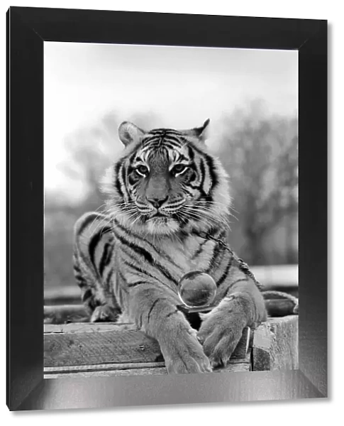 Animals: Tiger: nEmmai the tiger is one of two tigers used to promote Esso Petrol one