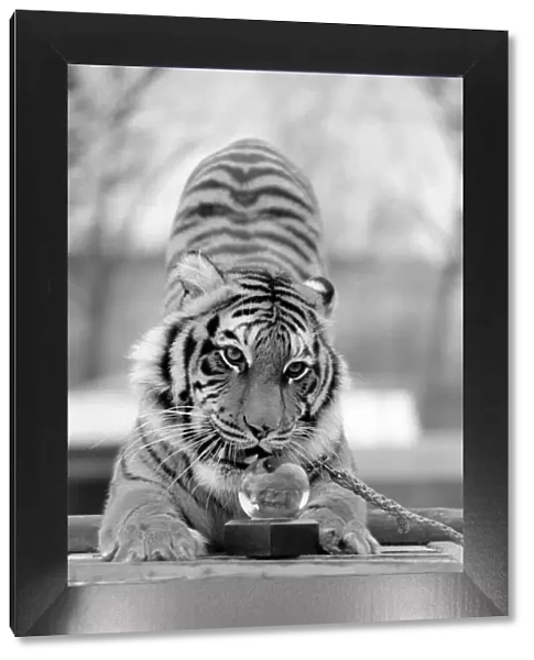 Animals: Tiger: -Emma'the tiger is one of two tigers used to promote Esso Petrol