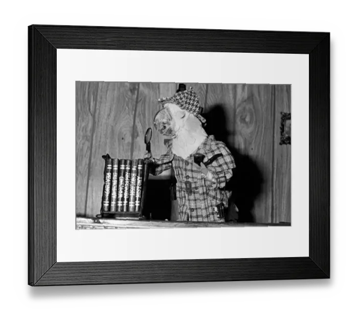 Framed Print : Animals: Birds: Humour: Parrots in fancy dress in humorous poses Framed Print : Animals: Birds: Humour: Parrots in fancy dress in humorous poses