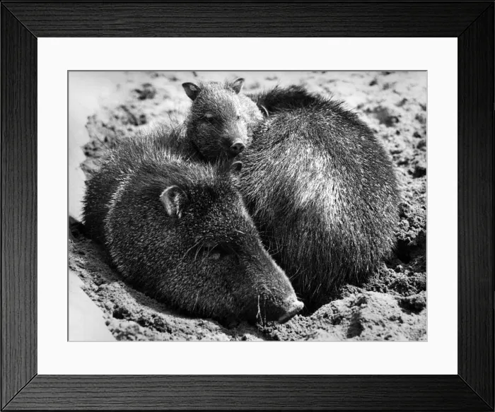 Framed Print : Mums the word at dudley: The animal mothers at Dudley Zoo in Worcestershire know a