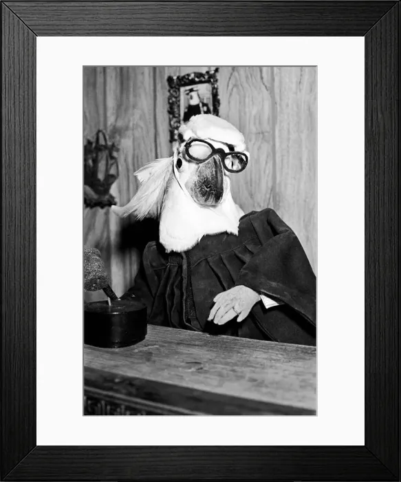 Framed Print : Animals: Birds: Humour: Parrots in fancy dress in humorous poses