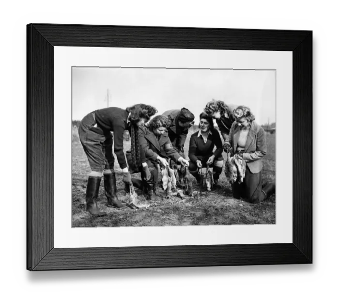 Framed Print : Girls of the Womens Land Army (Pests Department) are emplyed in S Framed Print : Girls of the Womens Land Army (Pests Department) are emplyed in S