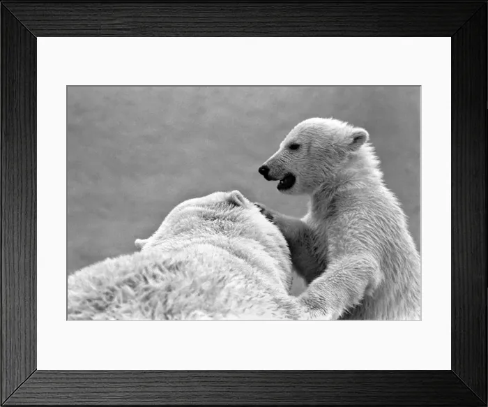 Framed Print : Four month old polar bear cub Janina and mother Nina at Bristol zoo. May 1975