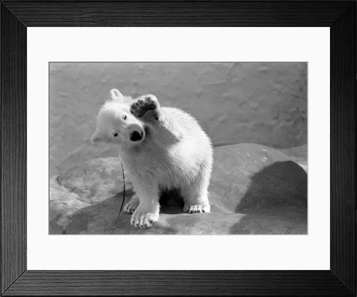 Framed Print : Four month old polar bear cub Janina at Bristol zoo. May 1975 Framed Print : Four month old polar bear cub Janina at Bristol zoo. May 1975