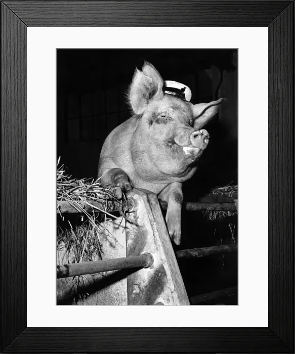 Framed Print : Animals - Pigs: All dressed up in her naval cap, Dainty Girl (and that, if you please Framed Print : Animals - Pigs: All dressed up in her naval cap, Dainty Girl (and that, if you please
