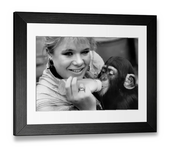 Framed Print : EastEnders star Letitia Dean feeds her adopted baby chimp - Kumi at London Zoo