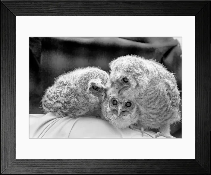 Framed Print : Three baby owls. May 1975 Framed Print : Three baby owls. May 1975