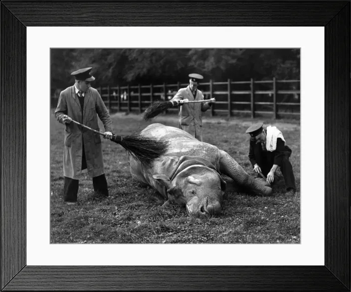 Framed Print : Mahon the 6-year-old Whipsnade Zoo rhinocerous has his yearly toe manicure Framed Print : Mahon the 6-year-old Whipsnade Zoo rhinocerous has his yearly toe manicure