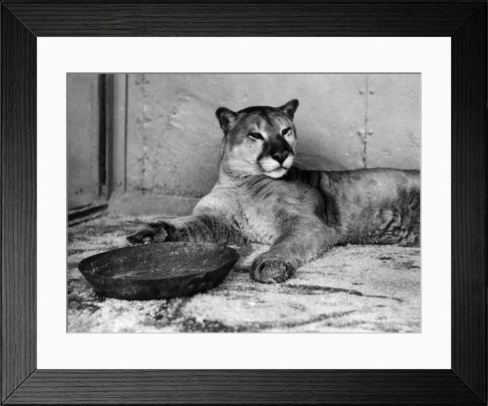 Framed Print : Animals: Puma. August 1935 P000660 Framed Print : Animals: Puma. August 1935 P000660