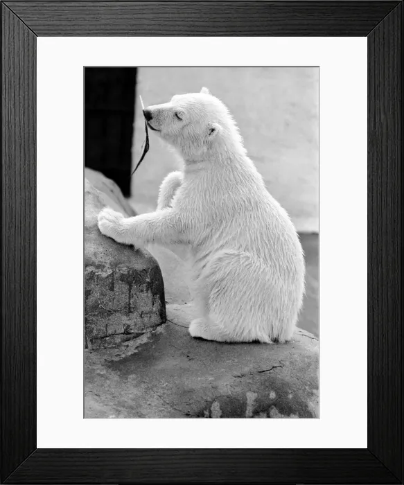 Framed Print : Four month old polar bear cub Janina at Bristol zoo. May 1975 Framed Print : Four month old polar bear cub Janina at Bristol zoo. May 1975