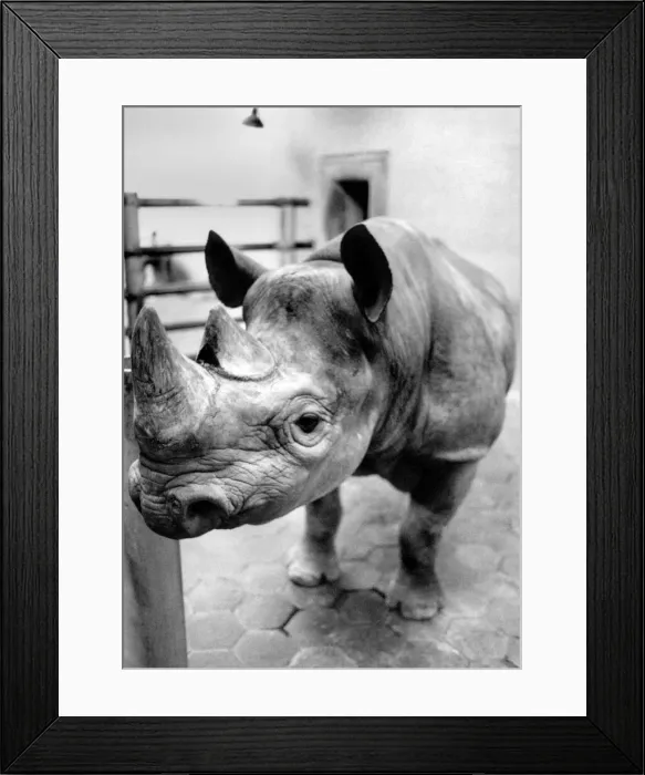 Framed Print : A Beastly Affair. Basha the randy rhino was feeling sore yesterday over an affair that Framed Print : A Beastly Affair. Basha the randy rhino was feeling sore yesterday over an affair that