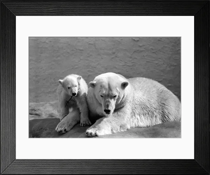 Framed Print : Four month old polar bear cub Janina and mother Nina at Bristol zoo. May 1975