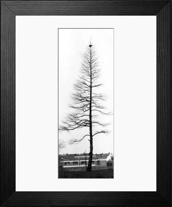 Framed Print : Top Cat Jeremy: Jeremy the cat has been stuck up this tree for days