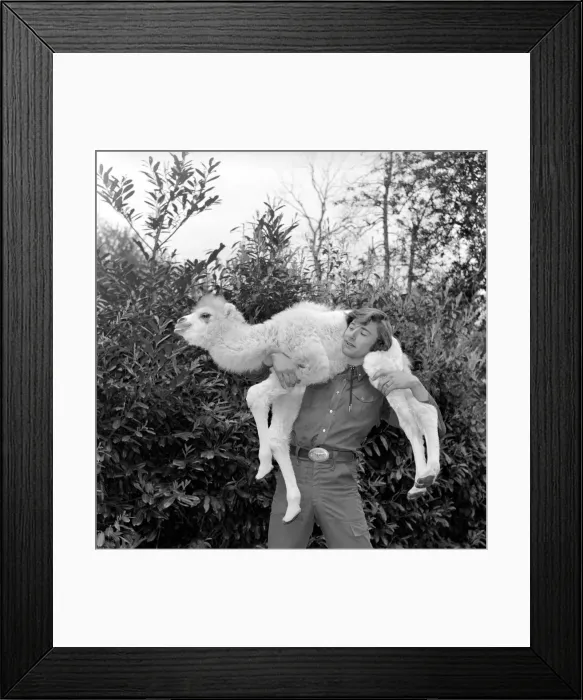 Framed Print : Man walking in his back garden carrying a camel on his shoulders May 1975