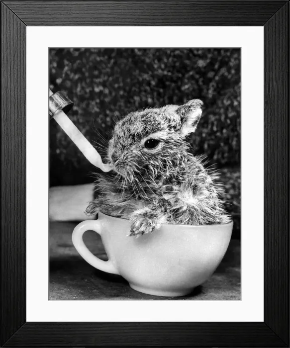 Framed Print : Zaras Best Pal. It was love at first sight. Zara, the Alsatian Framed Print : Zaras Best Pal. It was love at first sight. Zara, the Alsatian