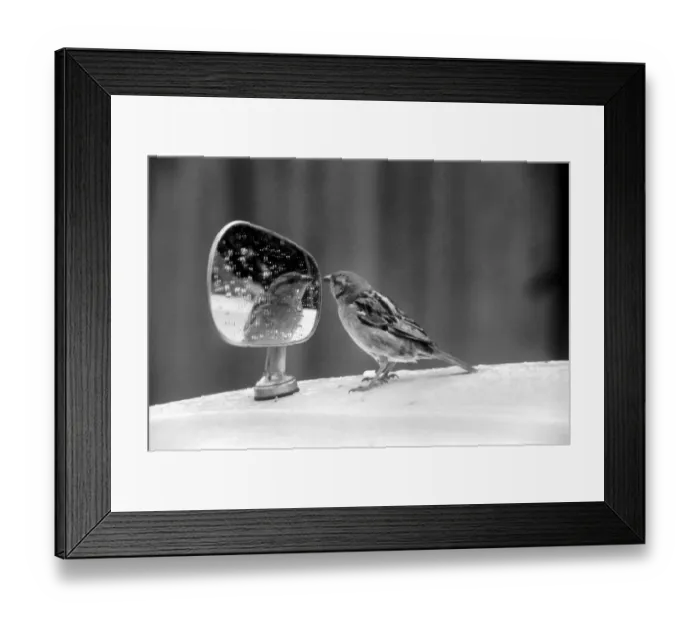 Framed Print : Caught vanily preening, this sparrow had perched itself on a wing mirror of a car in Framed Print : Caught vanily preening, this sparrow had perched itself on a wing mirror of a car in