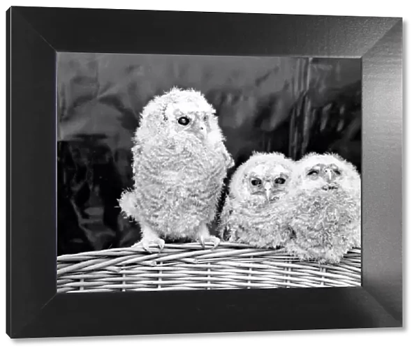 Three baby owls sitting perched on a wicker basket. May 1975