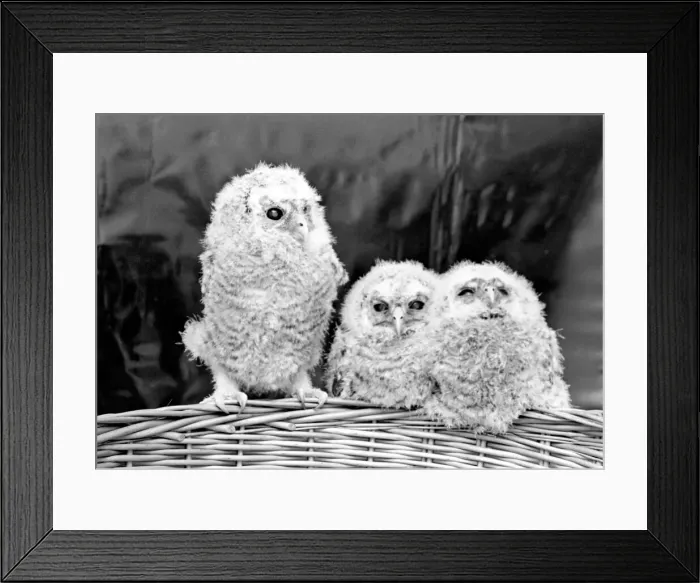Framed Print : Three baby owls sitting perched on a wicker basket. May 1975 Framed Print : Three baby owls sitting perched on a wicker basket. May 1975