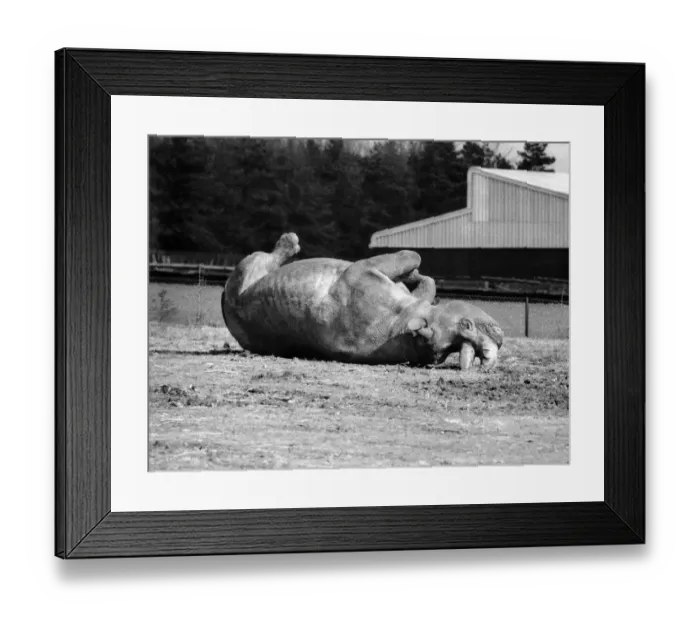Framed Print : Rhino joins in her sons big show. Its not only the birds Framed Print : Rhino joins in her sons big show. Its not only the birds
