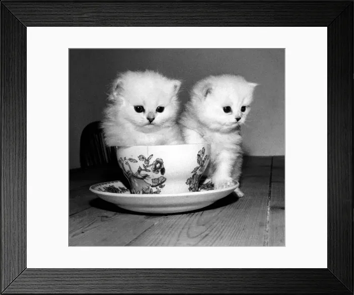 Framed Print : Three weeks old male kitten sitting inside a tean cup at the home of his owner in Framed Print : Three weeks old male kitten sitting inside a tean cup at the home of his owner in