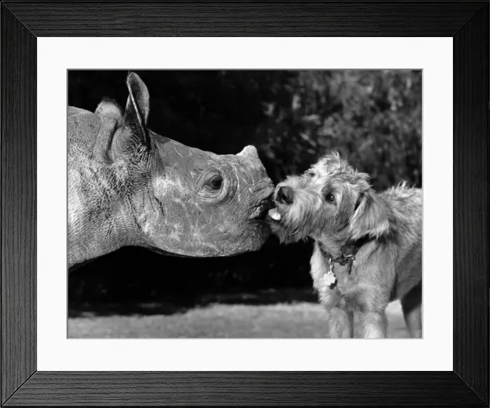 Framed Print : ThereIs a Rhino at the bottom of our Garden: One of the most flourishing orphans in Framed Print : ThereIs a Rhino at the bottom of our Garden: One of the most flourishing orphans in
