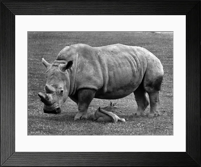 Framed Print : It Looks like rain, deer! Paddy the rhino may not be everyones idea of babysitter