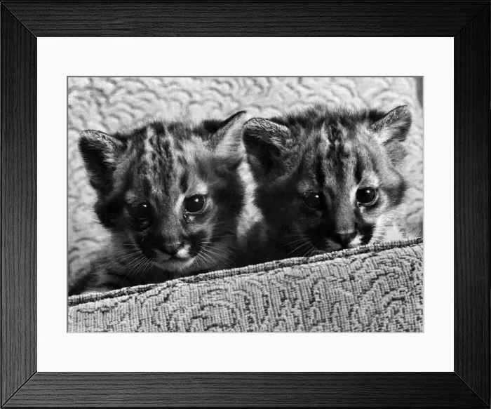 Framed Print : Some Mothers do have Em: Mirror photographer Arthur Sidey has been looking around