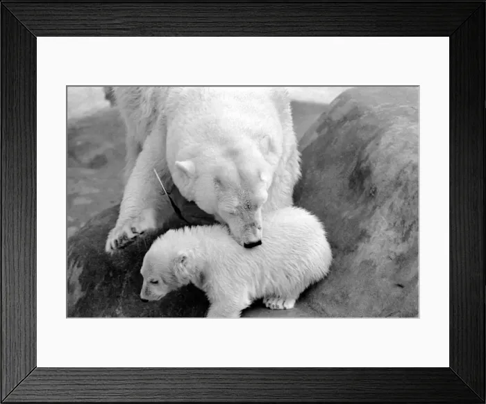 Framed Print : Four month old polar bear cub Janina and mother Nina at Bristol zoo. May 1975