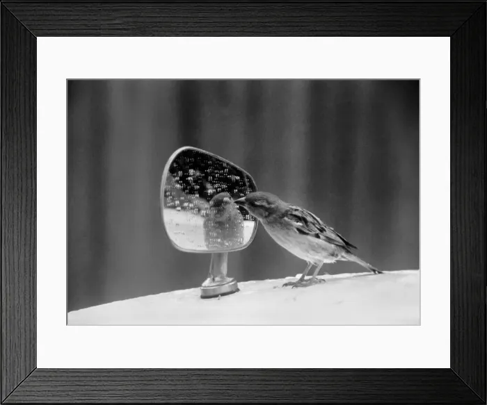 Framed Print : Caught vanily preening, this sparrow had perched itself on a wing mirror of a car in Framed Print : Caught vanily preening, this sparrow had perched itself on a wing mirror of a car in