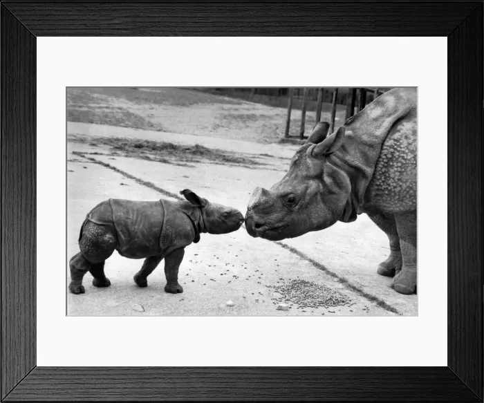 Framed Print : IIve got you under my Skin: Rubbing noses with your baby could be an alarming experience Framed Print : IIve got you under my Skin: Rubbing noses with your baby could be an alarming experience
