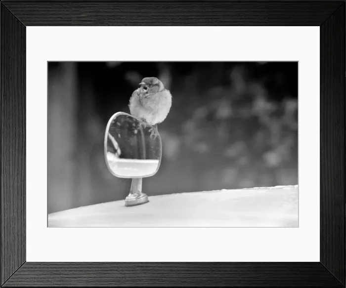 Framed Print : Caught vanily preening, this sparrow had perched itself on a wing mirror of a car in Framed Print : Caught vanily preening, this sparrow had perched itself on a wing mirror of a car in
